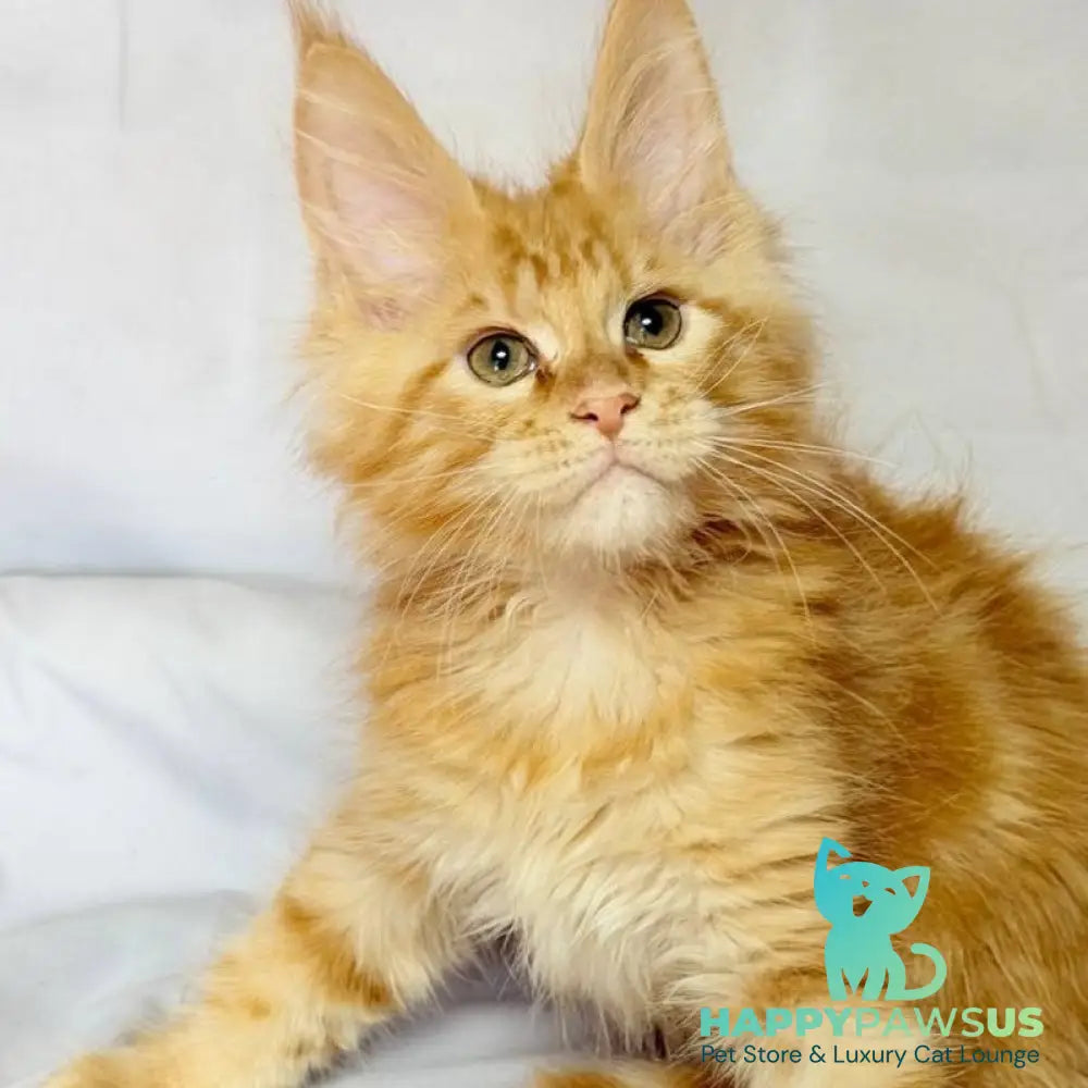 Luthor Maine Coon male red tabby - live animals