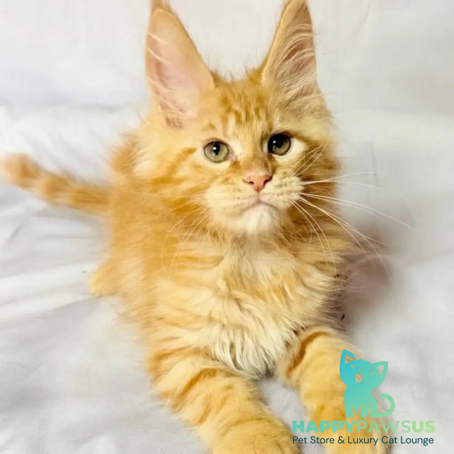 Luthor Maine Coon male red tabby - live animals