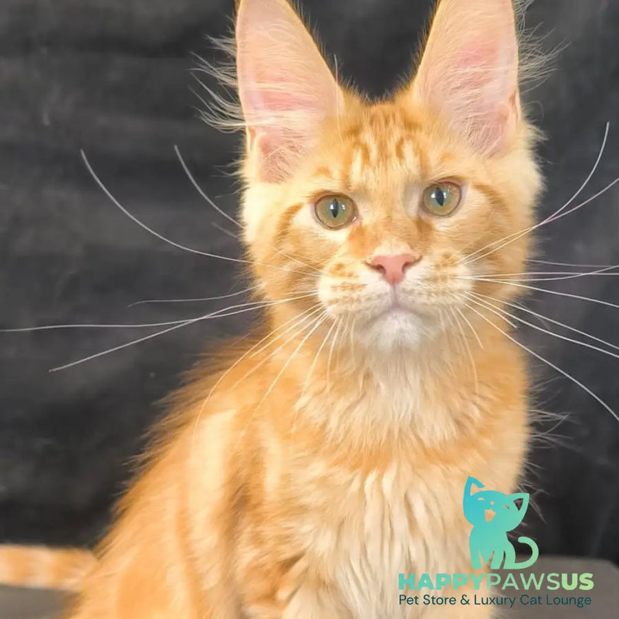 Luthor Maine Coon male red tabby - live animals