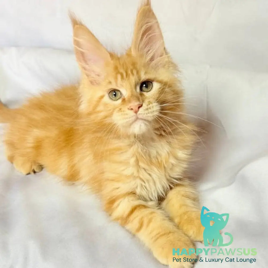 Luthor Maine Coon male red tabby - live animals