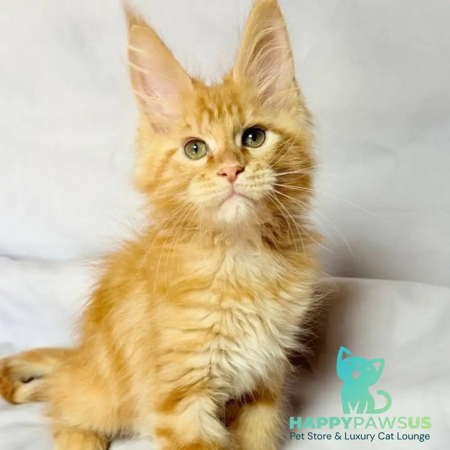 Luthor Maine Coon male red tabby - live animals
