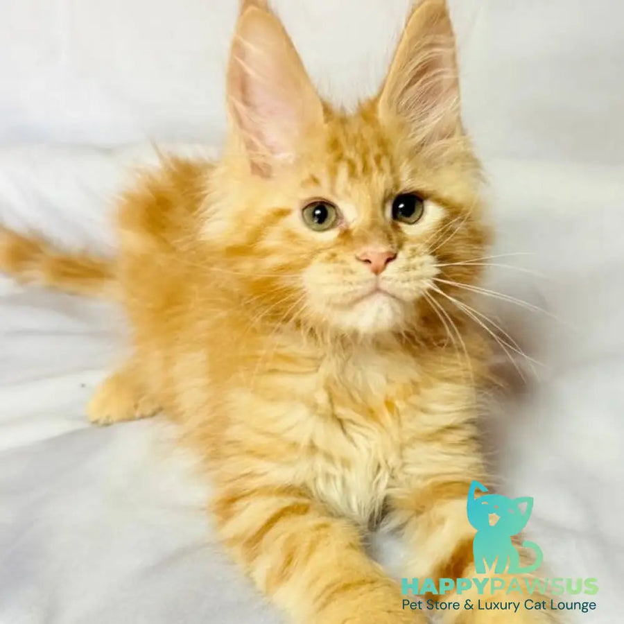 Luthor Maine Coon male red tabby - live animals