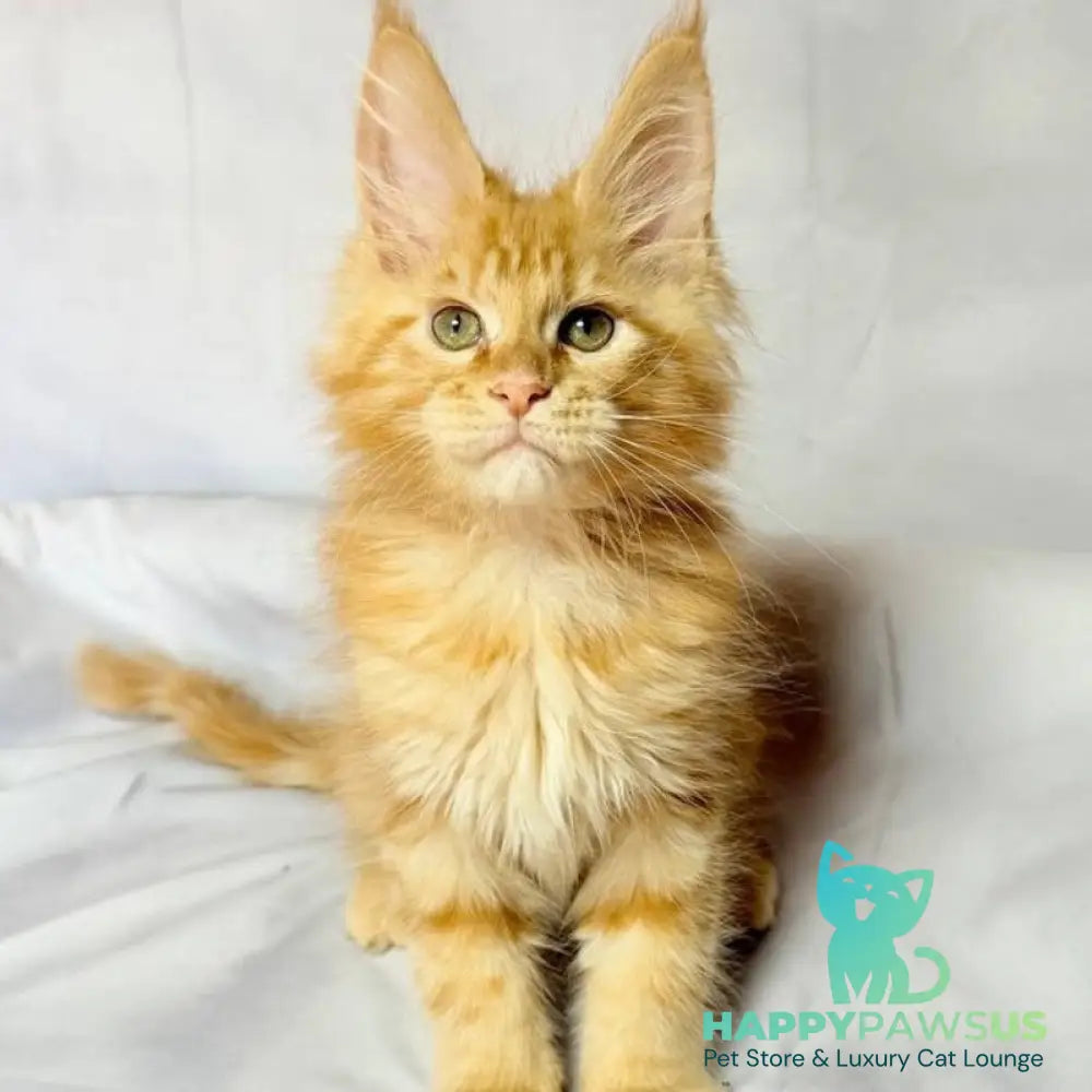 Luthor Maine Coon male red tabby - live animals