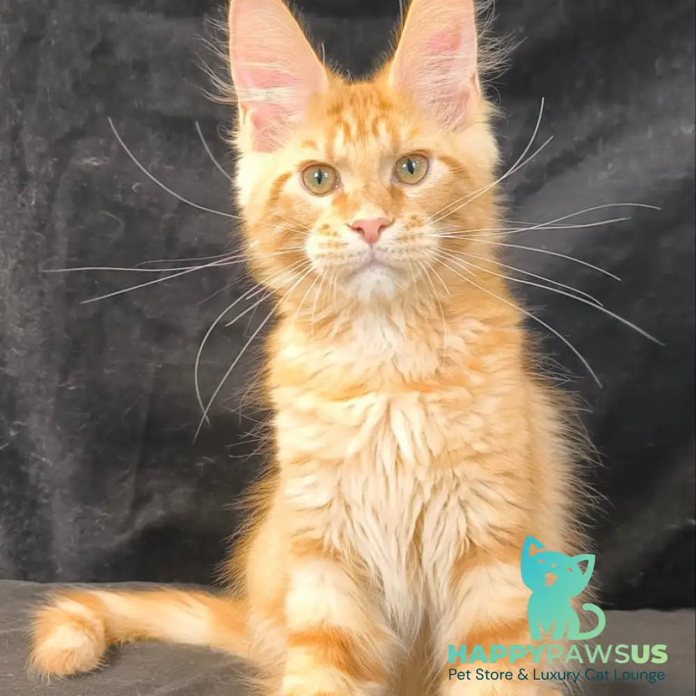 Luthor Maine Coon male red tabby - live animals