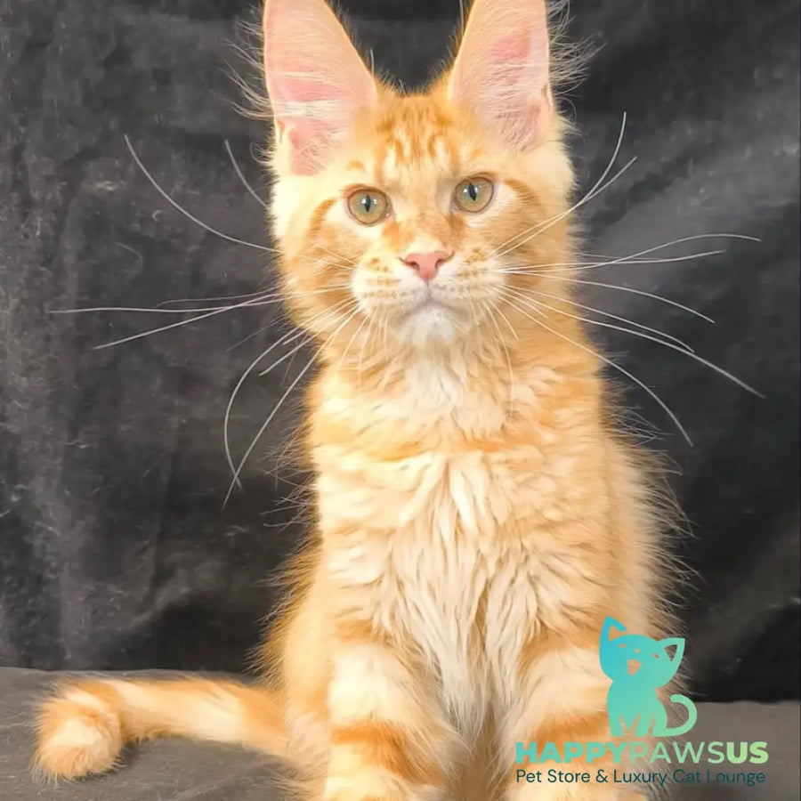Luthor Maine Coon male red tabby - live animals