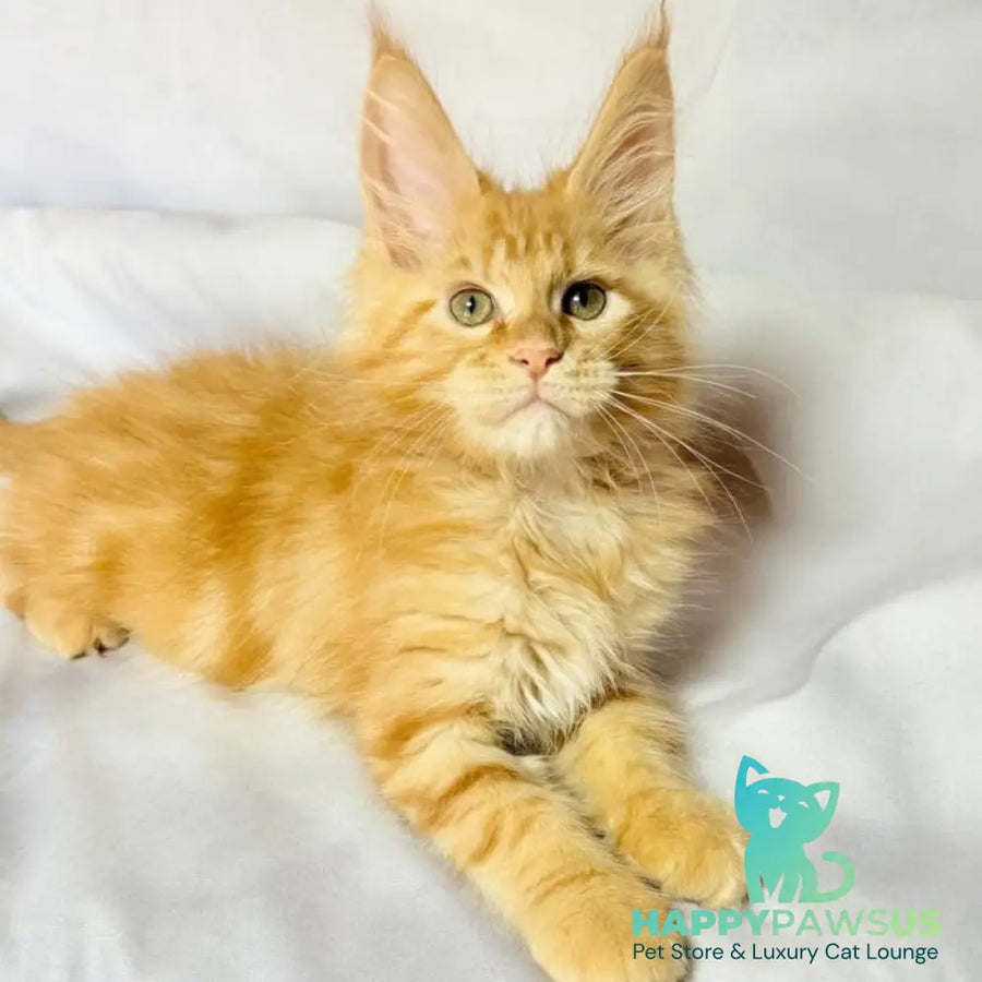 Luthor Maine Coon male red tabby - live animals