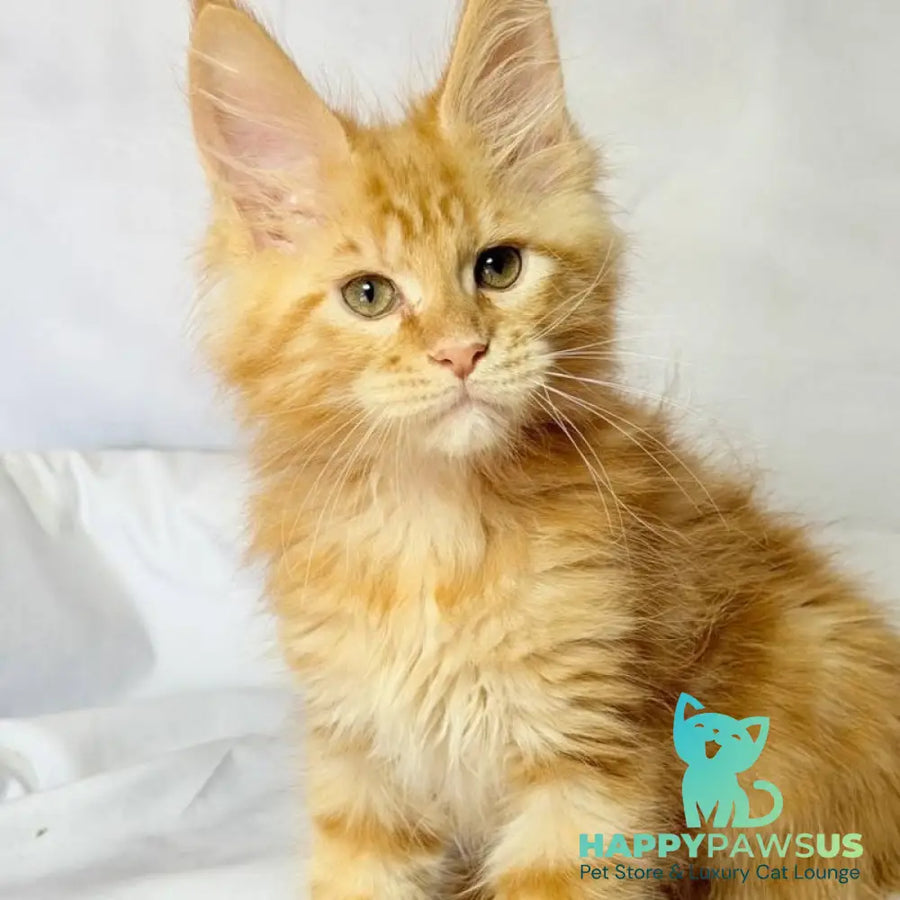 Luthor Maine Coon male red tabby - live animals