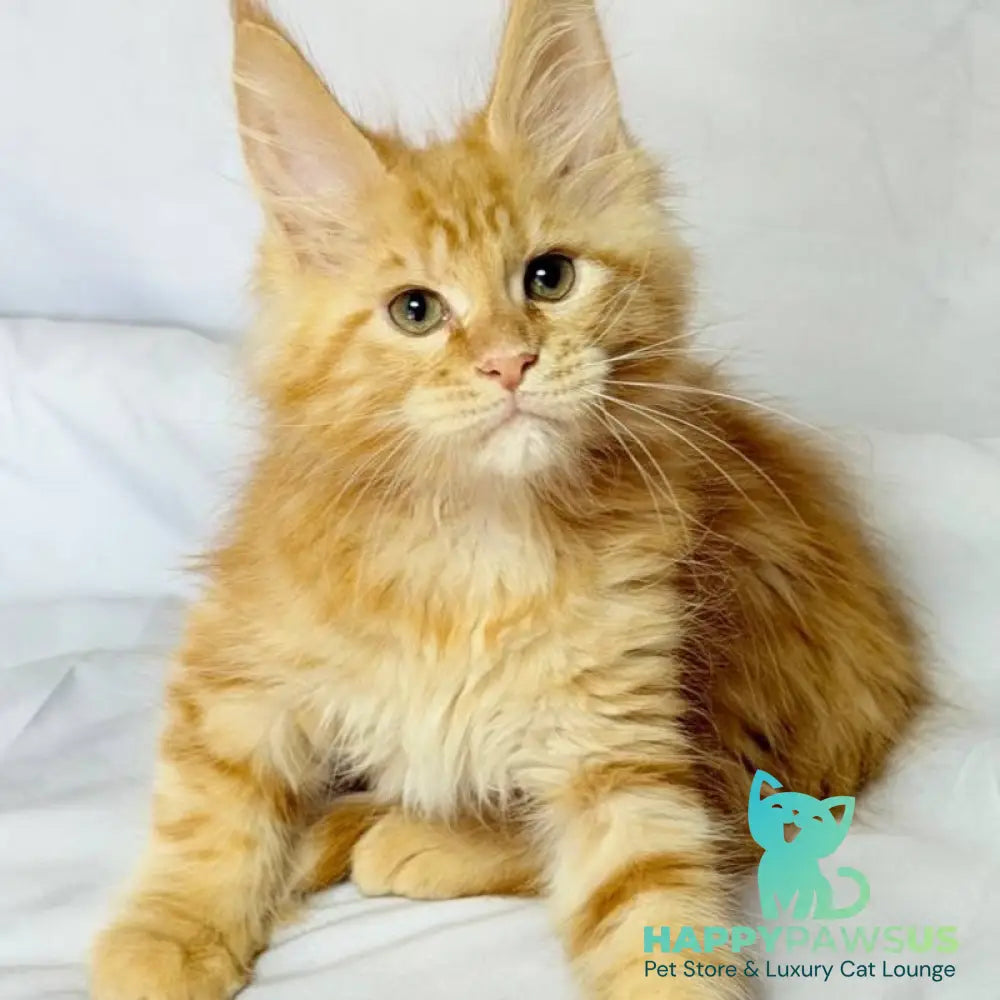 Luthor Maine Coon male red tabby - live animals