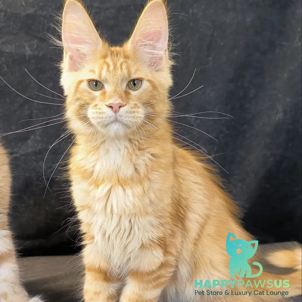 Luthor Maine Coon male red tabby - live animals