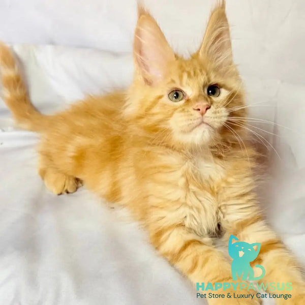 Luthor Maine Coon male red tabby - live animals