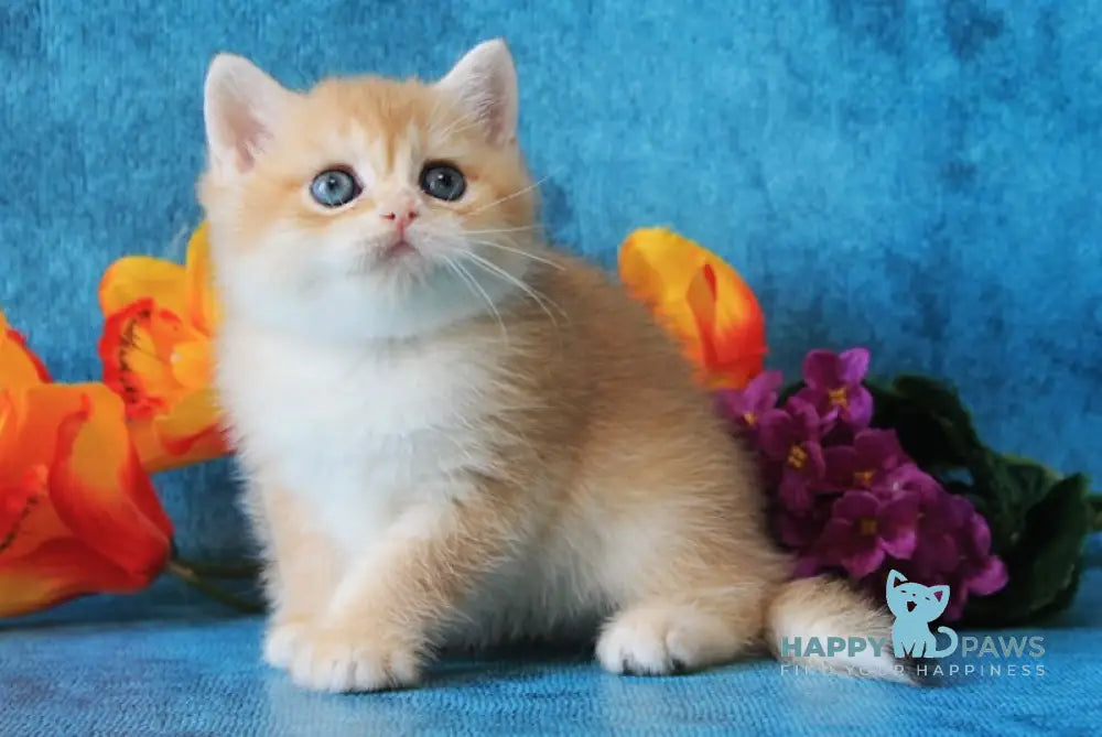 Lutik British Shorthair male black golden chinchilla live animals