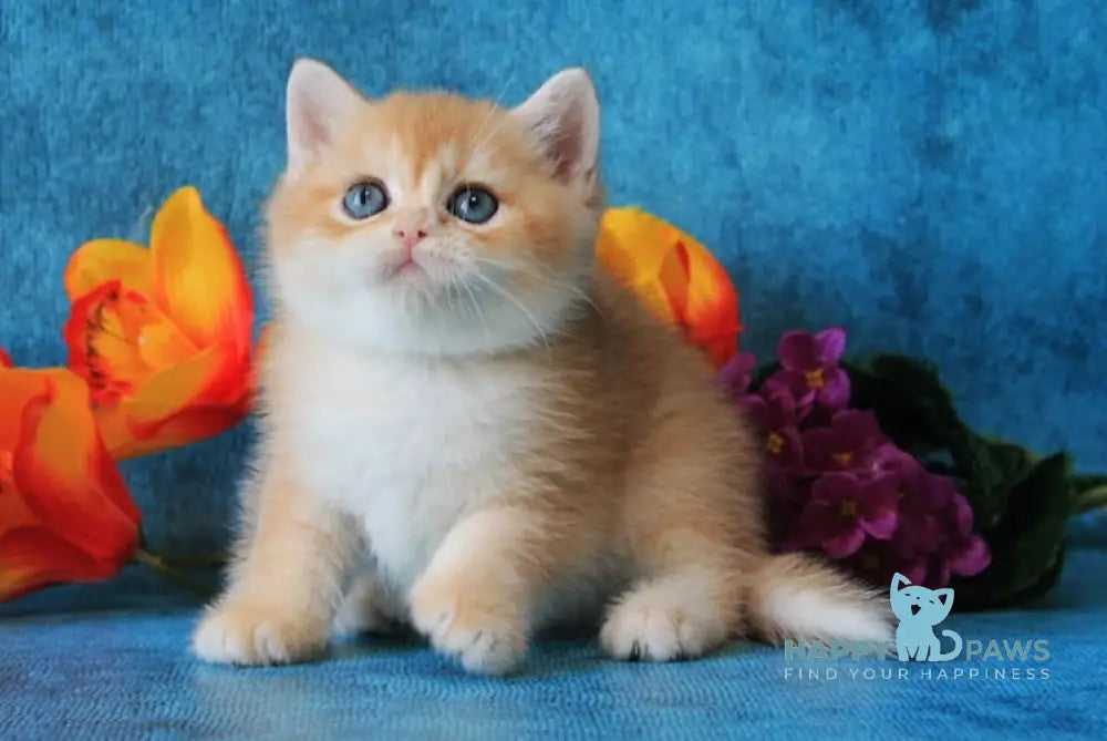 Lutik British Shorthair male black golden chinchilla live animals
