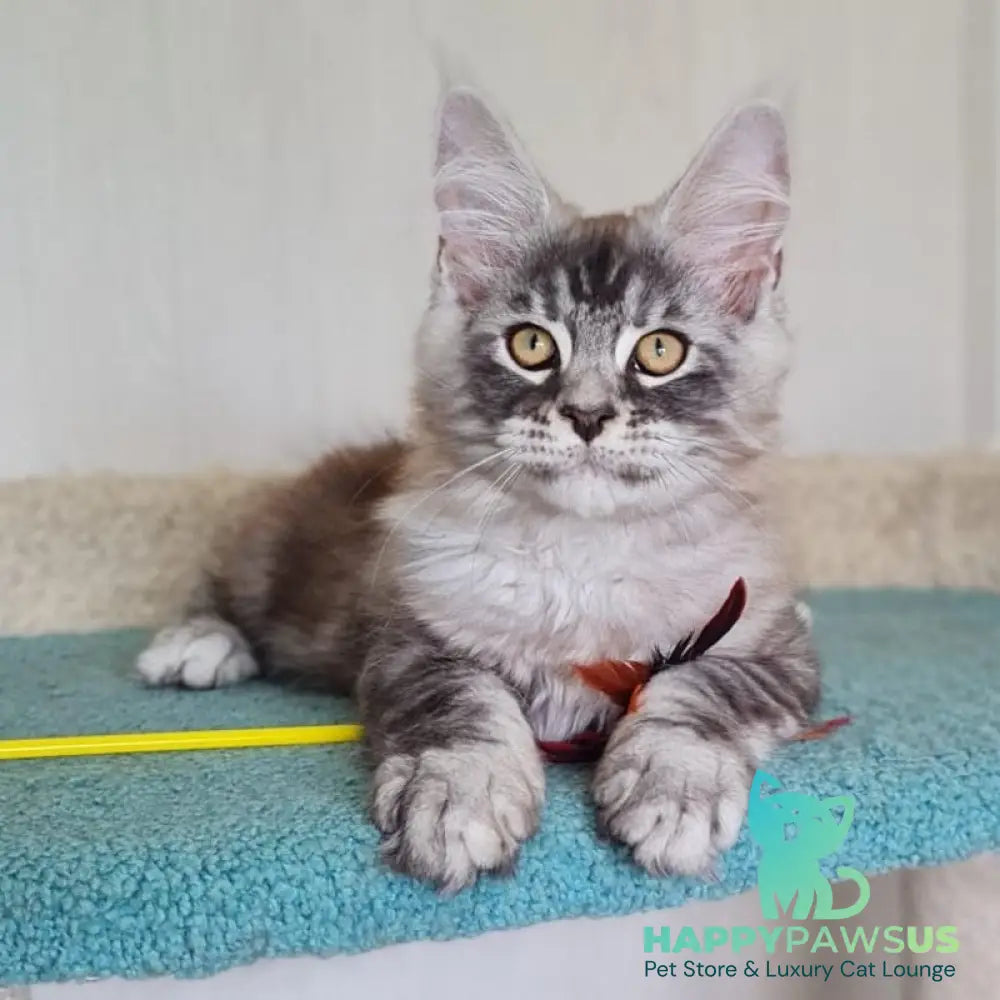 Lutik Maine Coon male blue silver tabby - live animals