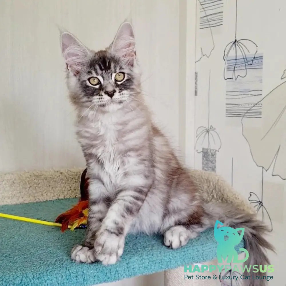 Lutik Maine Coon male blue silver tabby - live animals
