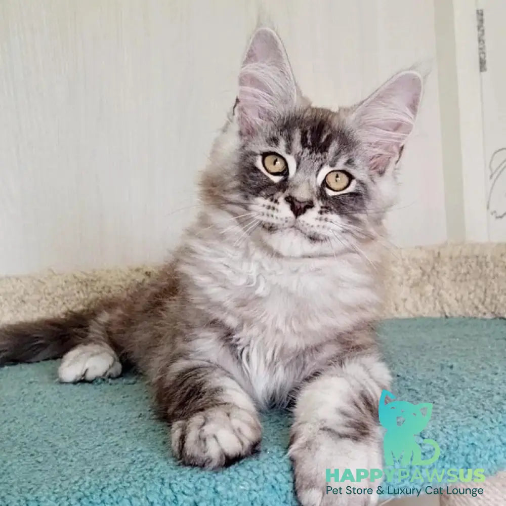 Lutik Maine Coon male blue silver tabby - live animals