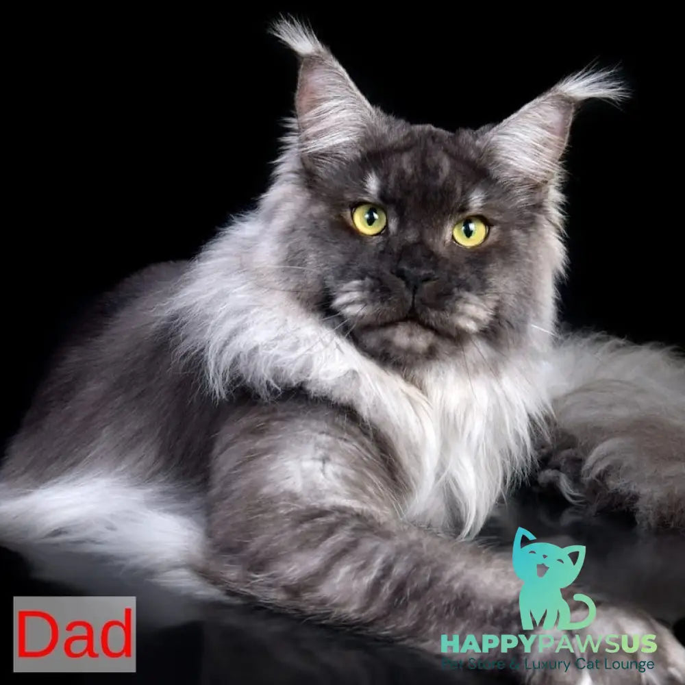 Lutik Maine Coon male blue silver tabby - live animals