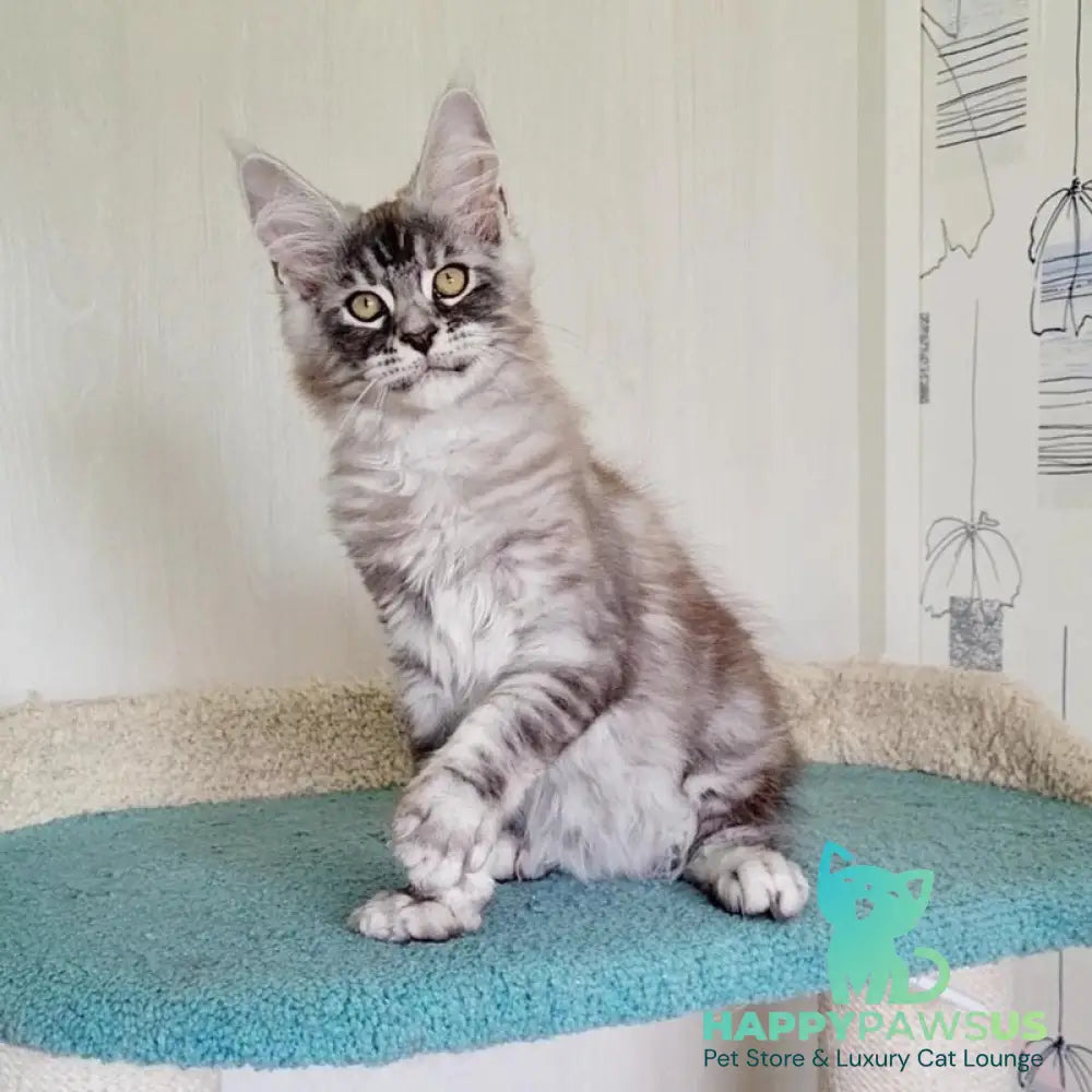 Lutik Maine Coon male blue silver tabby - live animals
