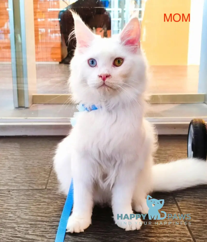 Lutik Maine Coon polydactyl male white live animals