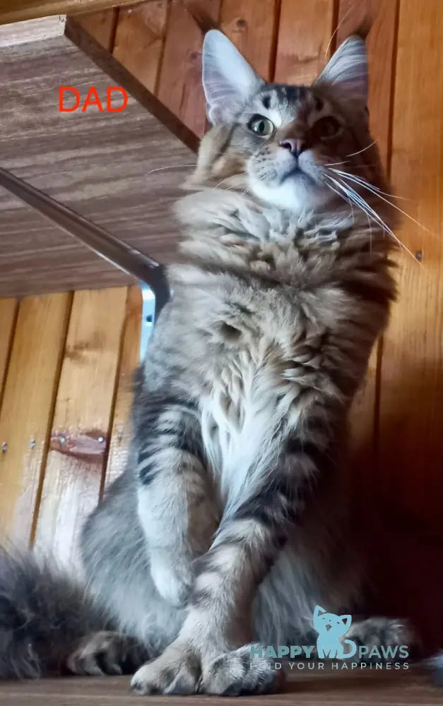 Lutik Maine Coon polydactyl male white live animals