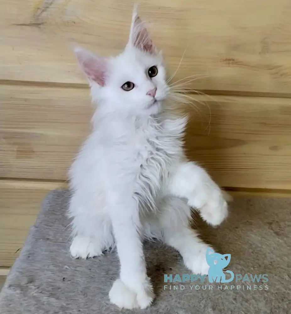 Lutik Maine Coon polydactyl male white live animals