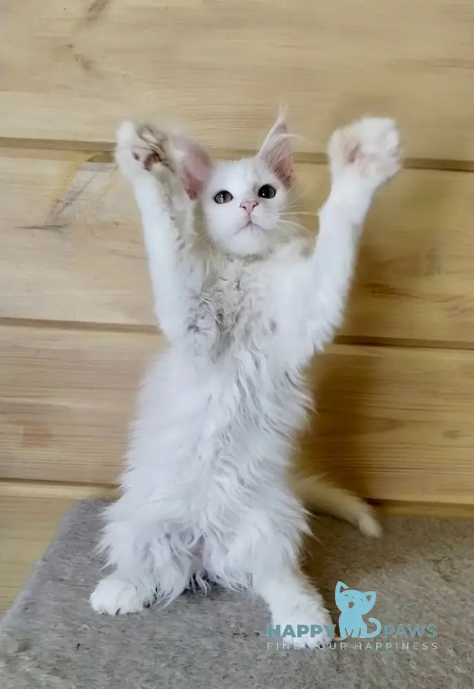 Lutik Maine Coon polydactyl male white live animals