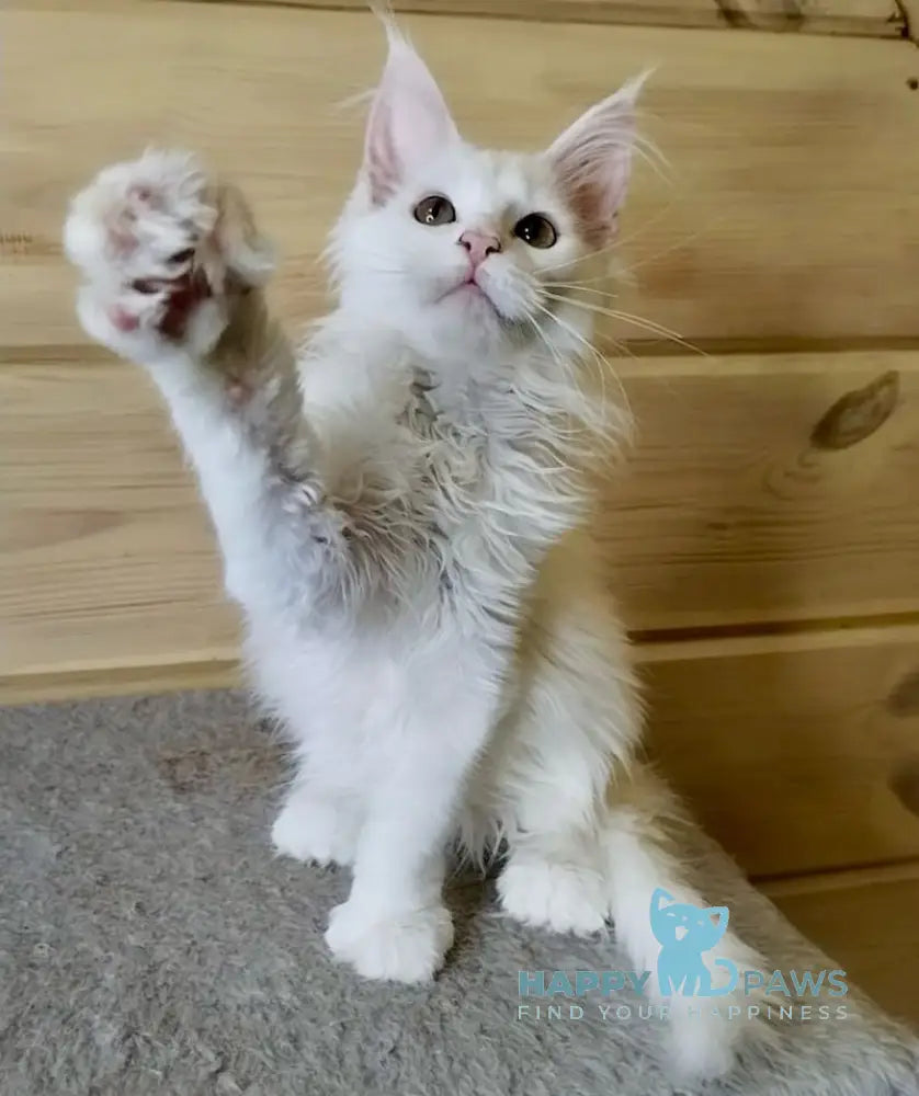 Lutik Maine Coon polydactyl male white live animals