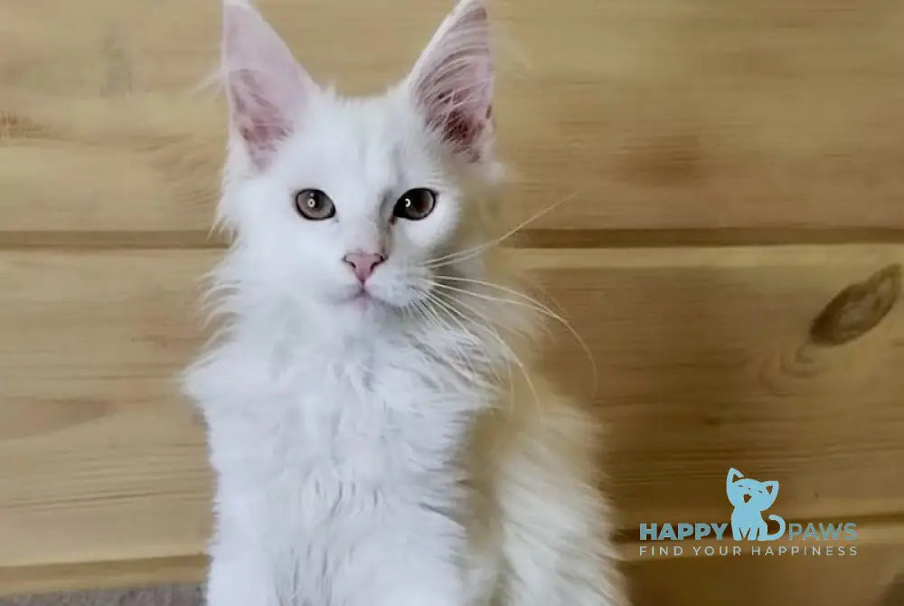 Lutik Maine Coon polydactyl male white live animals