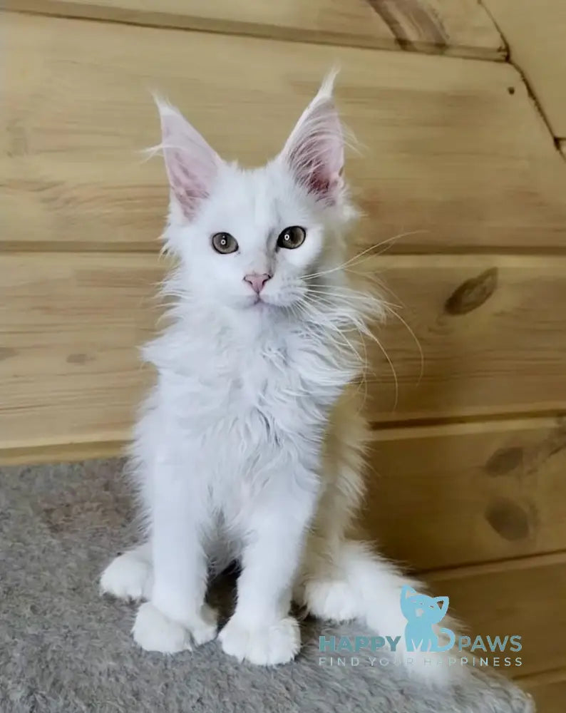 Lutik Maine Coon polydactyl male white live animals