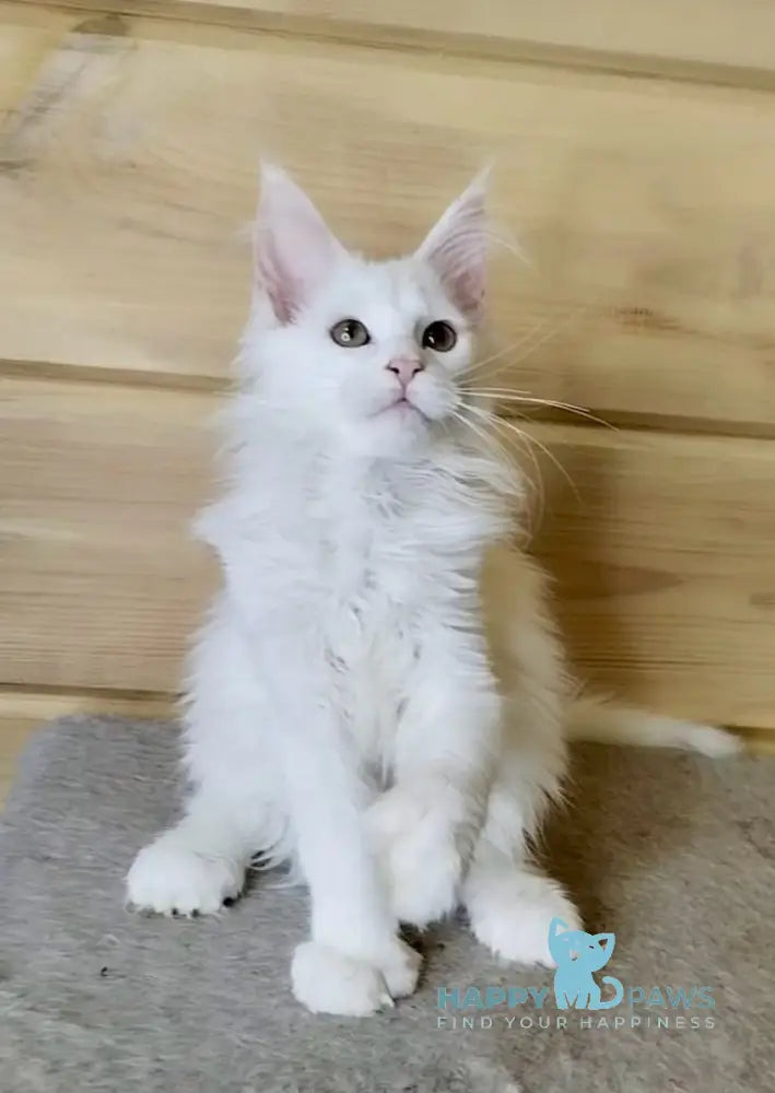 Lutik Maine Coon polydactyl male white live animals