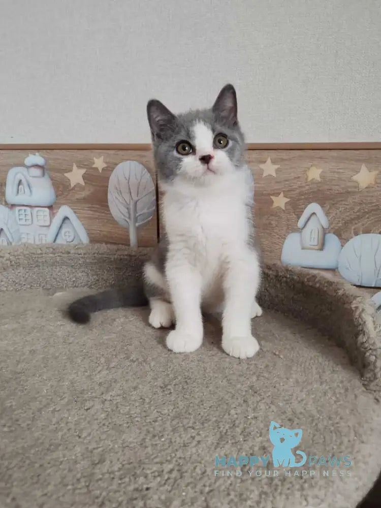 Lux British Shorthair male blue bicolour live animals