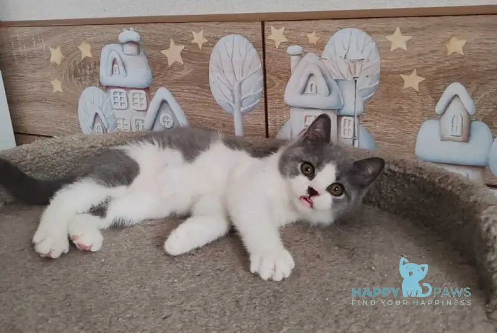 Lux British Shorthair male blue bicolour live animals