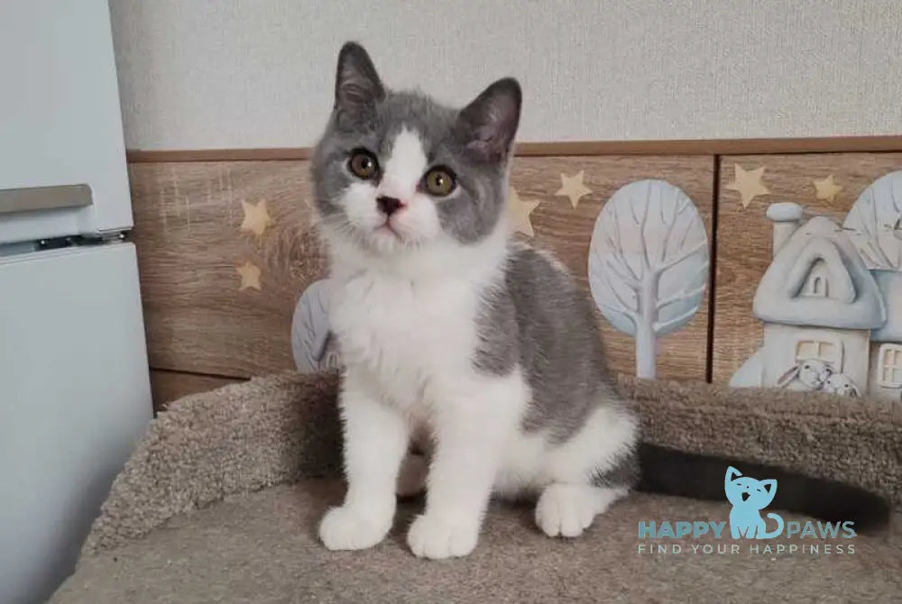 Lux British Shorthair male blue bicolour live animals