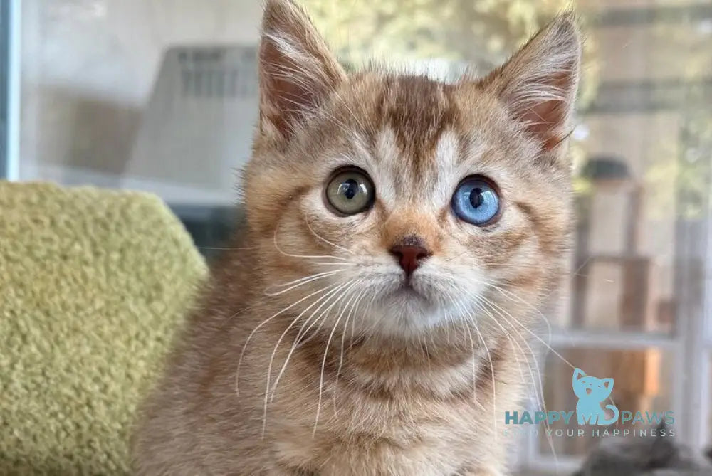 Lux British Shorthair male chocolate ticked tabby live animals