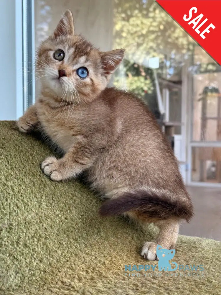 Lux British Shorthair male chocolate ticked tabby live animals