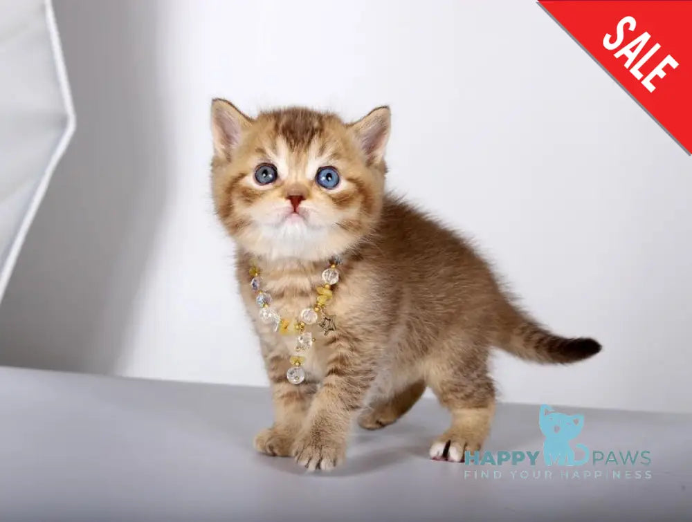 Lux British Shorthair male chocolate ticked tabby live animals
