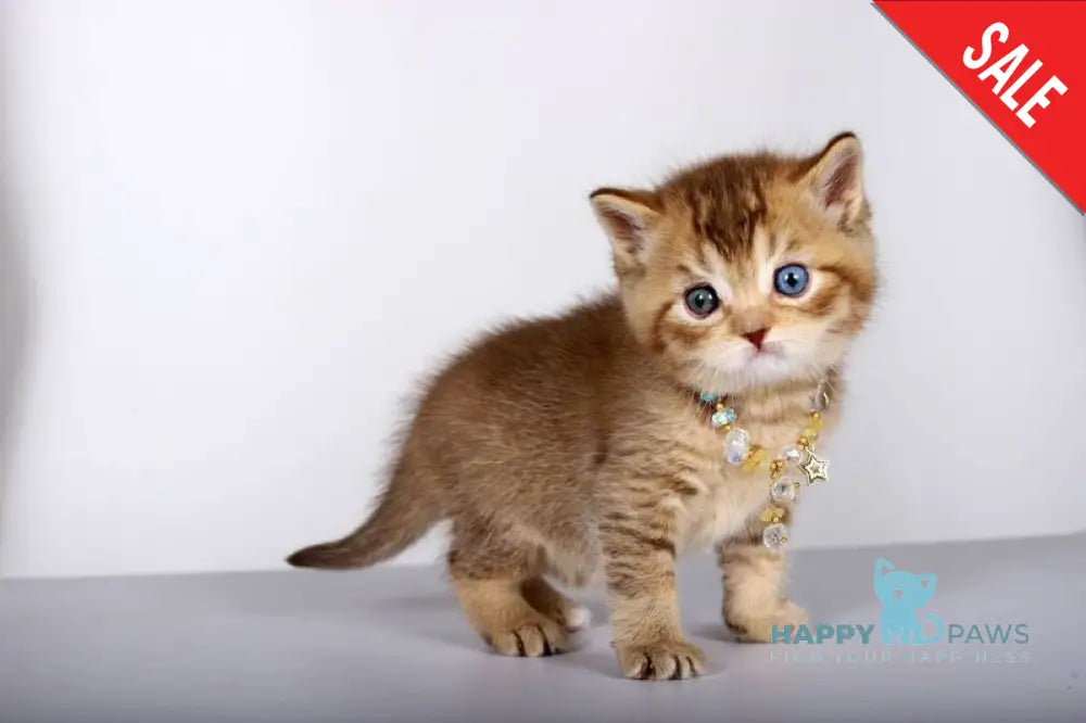 Lux British Shorthair male chocolate ticked tabby live animals