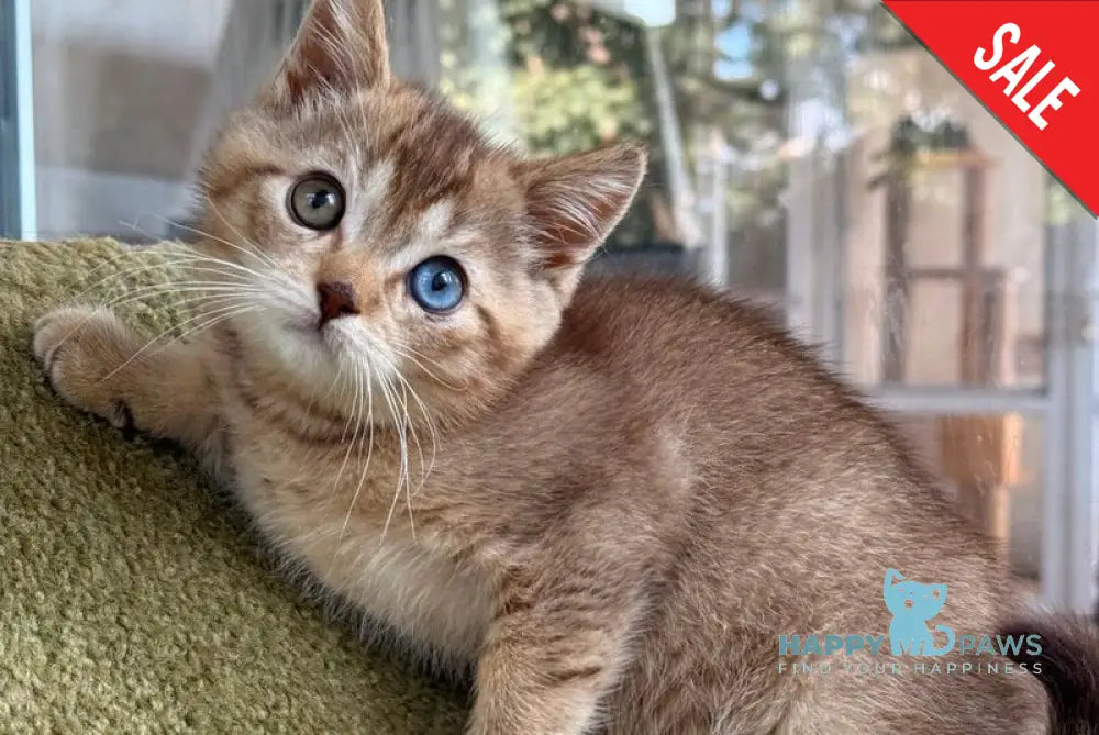 Lux British Shorthair male chocolate ticked tabby live animals