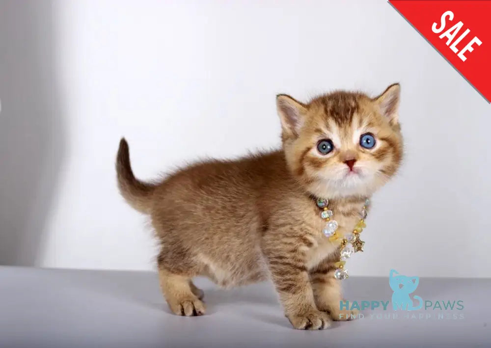 Lux British Shorthair male chocolate ticked tabby live animals