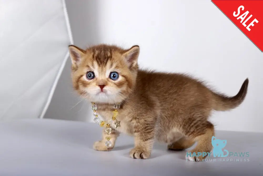 Lux British Shorthair male chocolate ticked tabby live animals