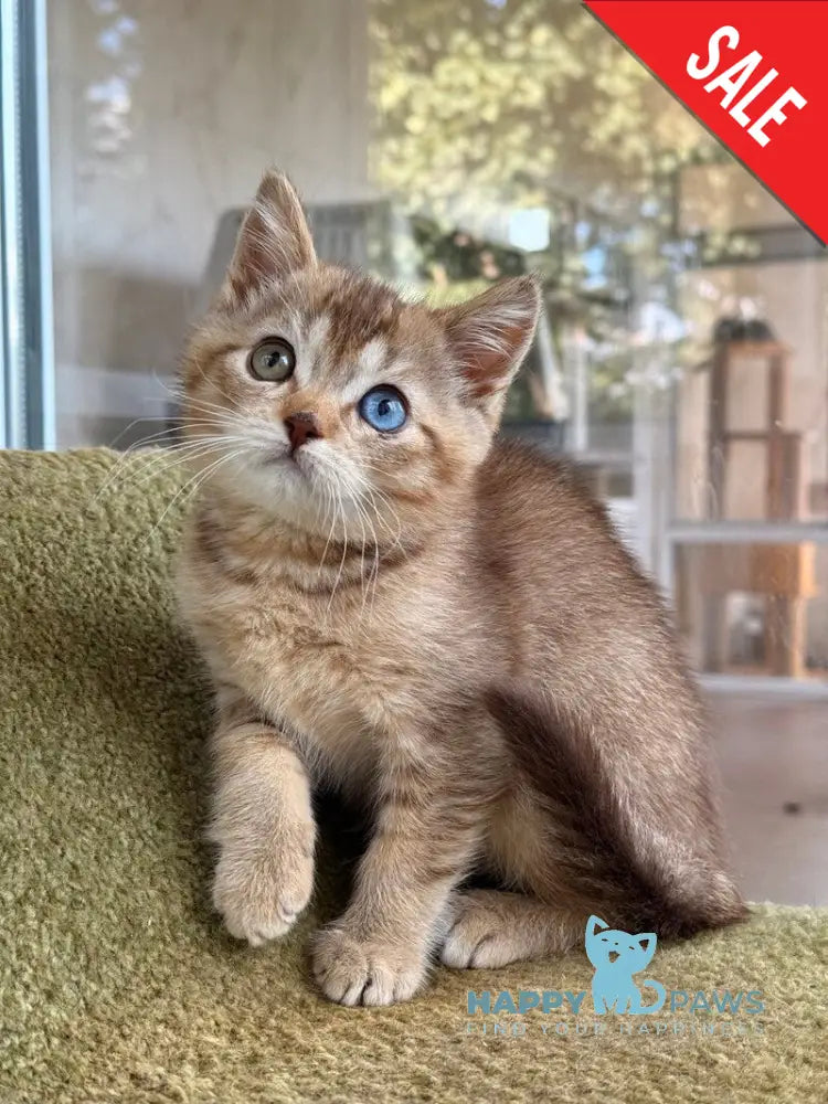 Lux British Shorthair male chocolate ticked tabby live animals
