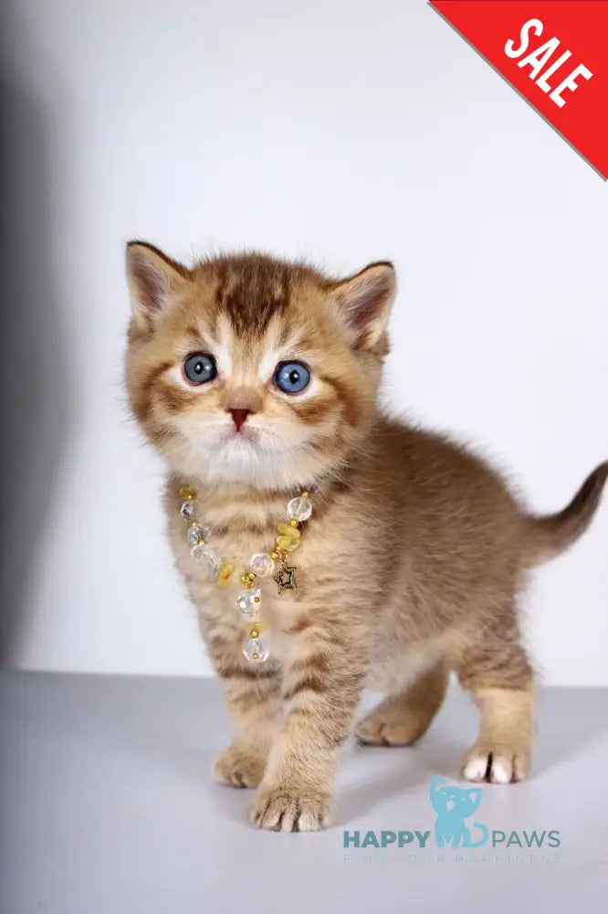 Lux British Shorthair male chocolate ticked tabby live animals