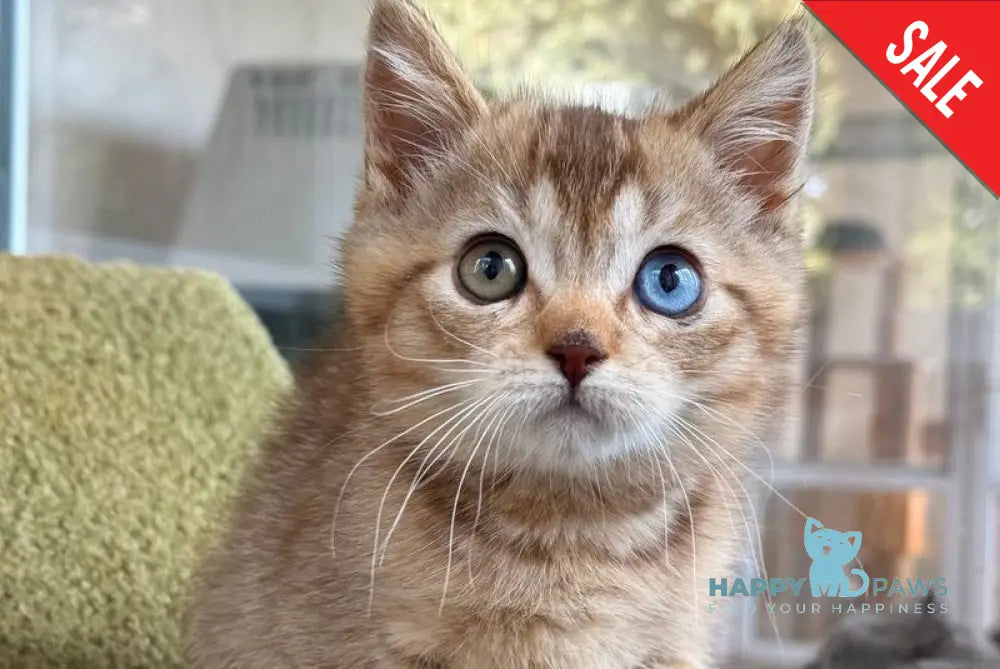 Lux British Shorthair male chocolate ticked tabby live animals