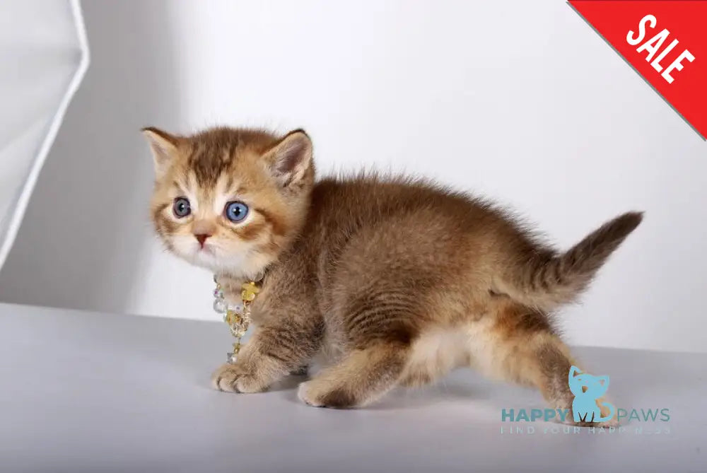 Lux British Shorthair male chocolate ticked tabby live animals