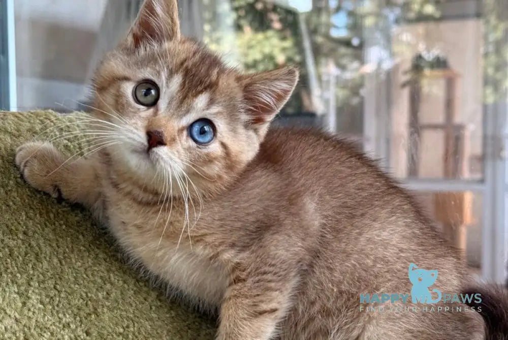 Lux British Shorthair male chocolate ticked tabby live animals