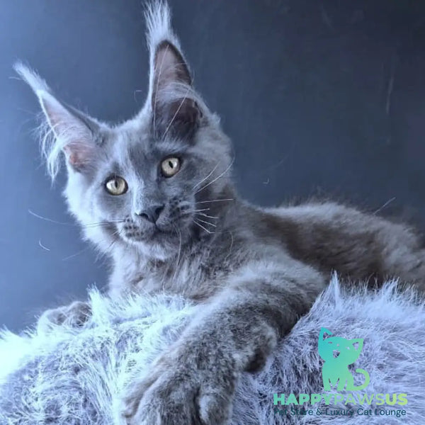 Lux legend Maine Coon male blue - live animals