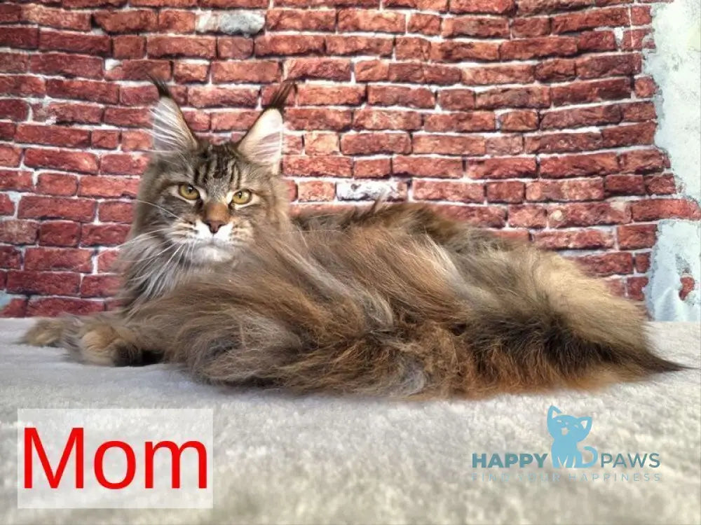 Luxembourg Maine Coon male black ticked tabby live animals