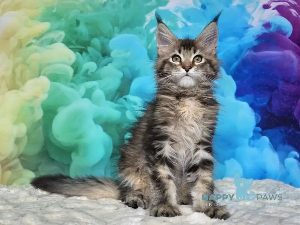 Luxembourg Maine Coon male black ticked tabby live animals