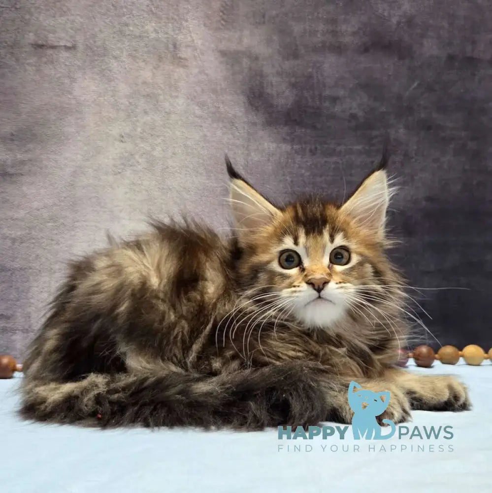 Luxembourg Maine Coon male black ticked tabby live animals