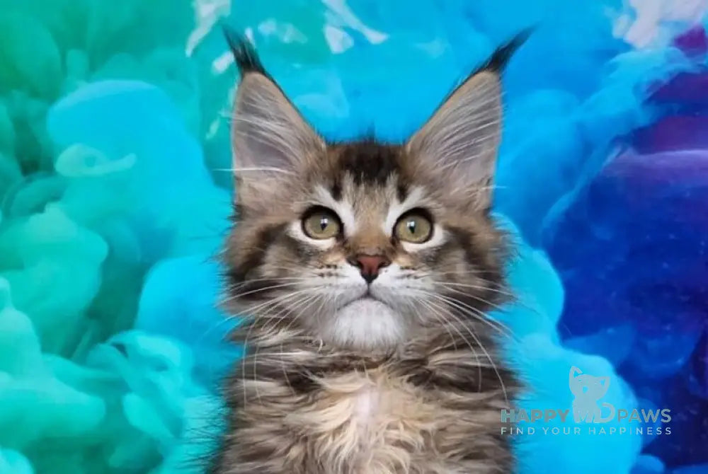 Luxembourg Maine Coon male black ticked tabby live animals