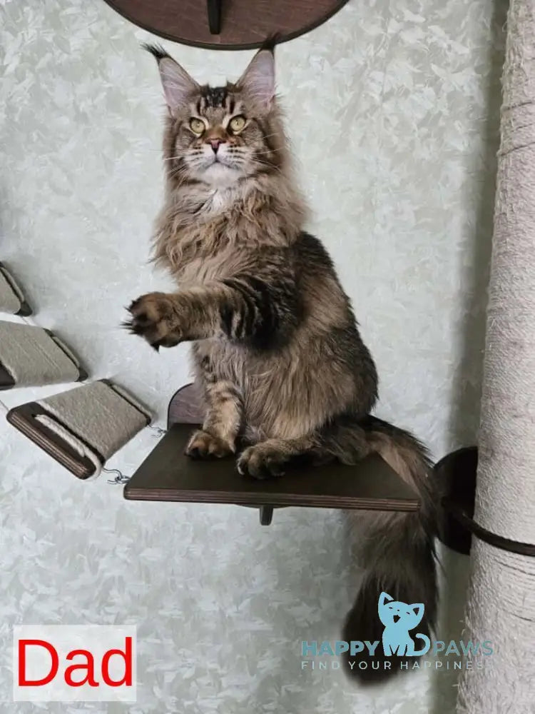 Luxembourg Maine Coon male black ticked tabby live animals